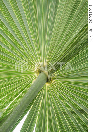Texture green leaves of palm tree 20951913