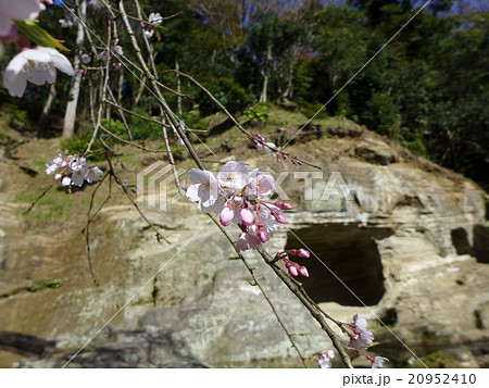 鎌倉・瑞泉寺の枝垂れ桜 20952410