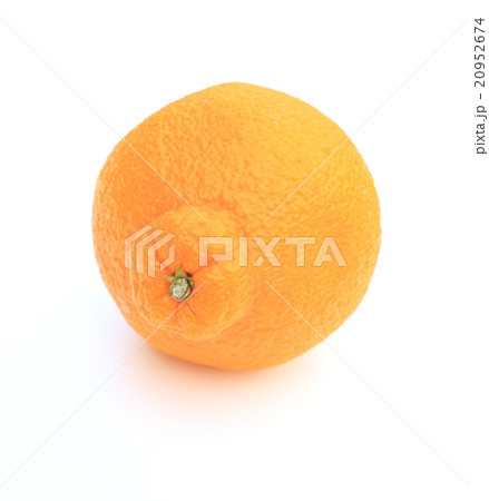 でべそなデコポン 20952674