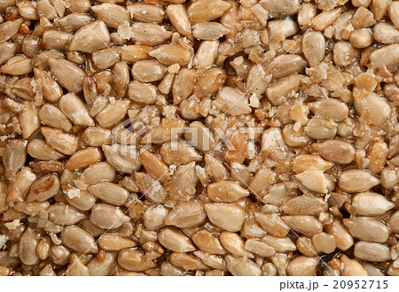 Honey bears with sunflower seeds 20952715