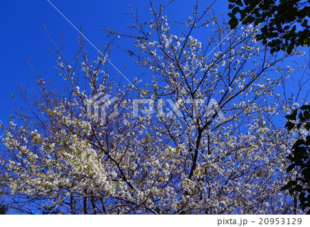 青空と白い河津桜 20953129