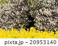梅に菜の花 20953140