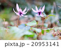 カタクリ 20953141