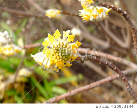 ミツマタ 20953144