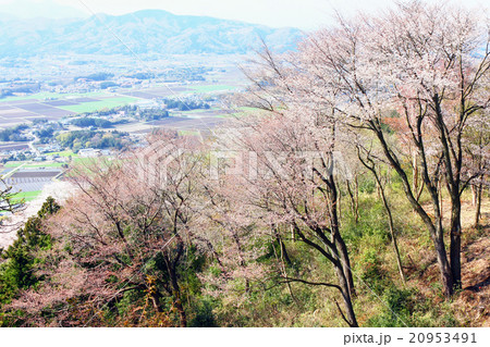 桜川　高峯の山桜 20953491