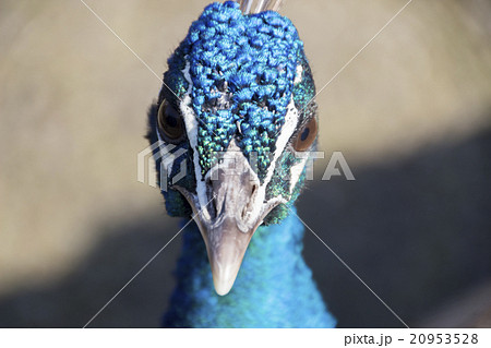 孔雀の顔の写真素材