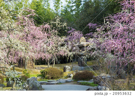 しだれ梅咲く京都城南宮 20953632