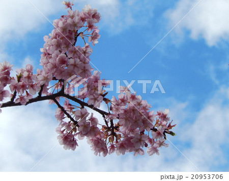 河津桜－清和公園 20953706
