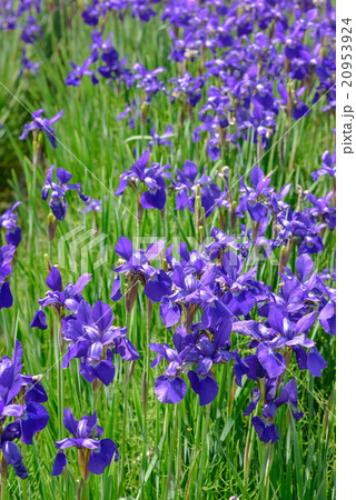 アヤメ畑 20953924