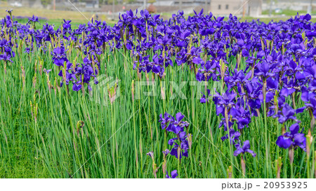 アヤメ畑 20953925