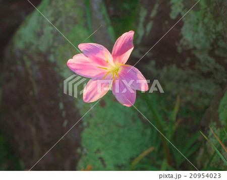 サフランモドキ サフランモドキ 20954023