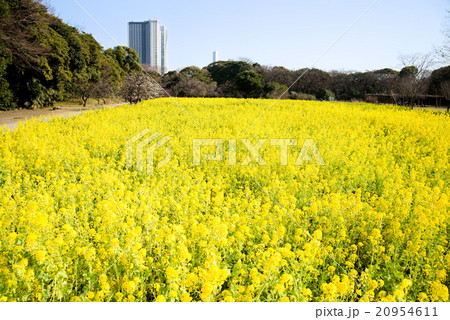 都会の菜の花畑 浜離宮庭園 都会の菜の花畑 浜離宮庭園 20954611
