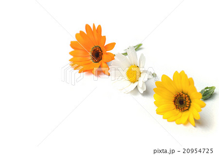 春の花のアソートメント 春の花のアソートメント 20954725