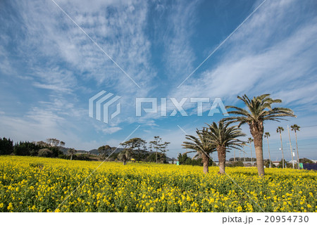 渥美半島　菜の花畑 20954730