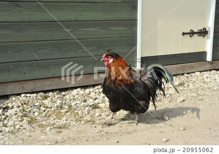 家畜ニワトリ 家畜ニワトリ 20955062