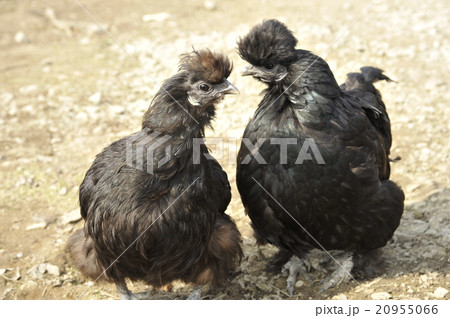 烏骨鶏 うこっけい ニワトリの写真素材
