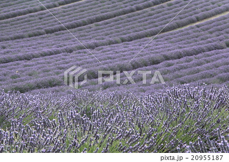 素敵なラベンダー畑 20955187