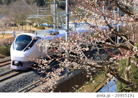 常磐線「水戸偕楽園の梅と特急ひたち」背景に 常磐線「水戸偕楽園の梅と特急ひたち」背景に 20955191