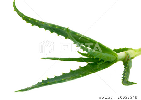 Aloe Vera Aloe Vera 20955549