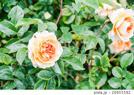 薄いオレンジ色のバラの写真素材