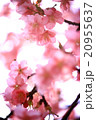 河津桜 20955637