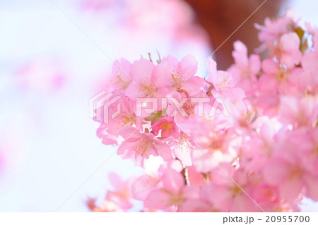 桜 桜 20955700
