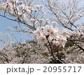 花見 20955717