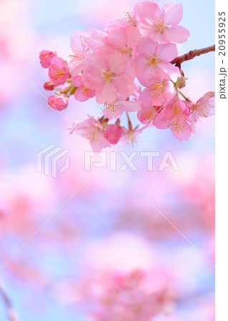 桜 桜 20955925