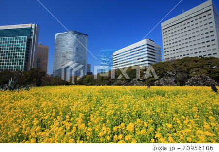 浜離宮恩賜庭園の菜の花畑 20956106