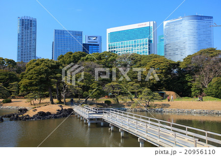 浜離宮恩賜庭園と高層ビル 20956110