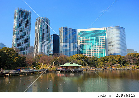 浜離宮恩賜庭園と高層ビル 浜離宮恩賜庭園と高層ビル 20956115
