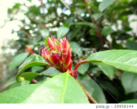 春　紅カナメの赤い新芽 20956144