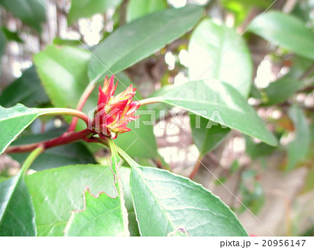 春 紅カナメの赤い新芽の写真素材