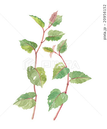 イタドリ 20956152