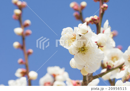 梅の花 梅の花 20956515