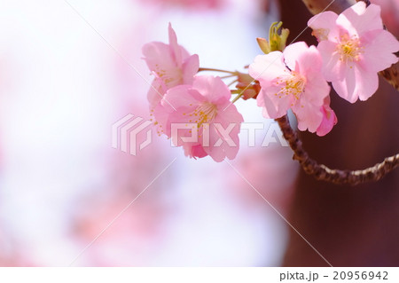 桜 桜 20956942