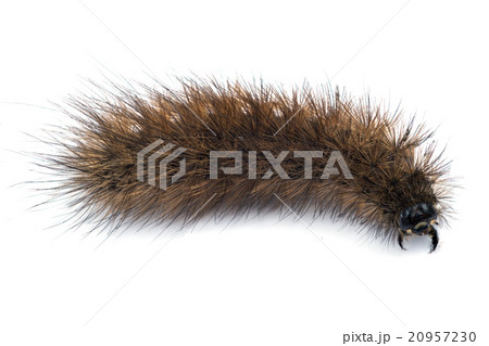 Bear caterpillar 20957230