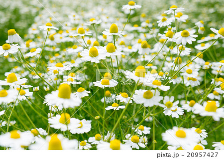 カモミール（横） 20957427
