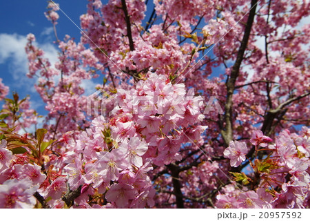 河津桜 河津桜 20957592