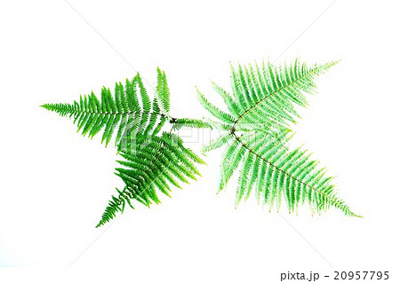 葉の背景素材・ウラジロの葉裏と葉表・2葉向き合い横位置 20957795