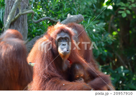 森の住人オランウータン 20957910