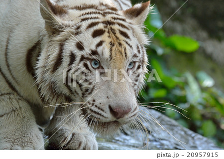 ホワイトタイガー 20957915