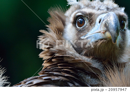 ハゲワシ若鳥の顔アップの写真素材