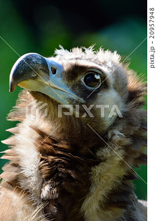 ハゲワシ若鳥の顔クローズアップの写真素材
