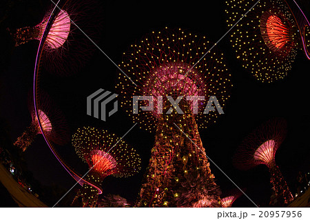 ガーデンズ・バイ・ザ・ベイの夜景 20957956