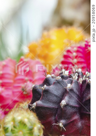 cactus 20958069