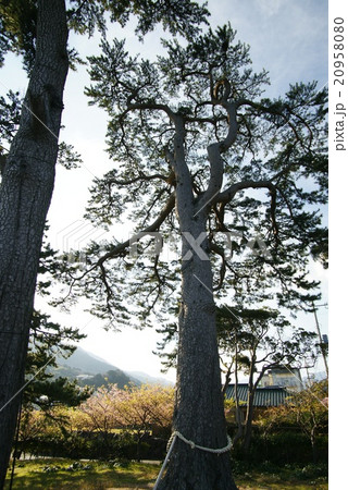 片瀬温泉「はりつけの松」 20958080