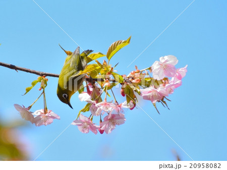 桜にメジロ 桜にメジロ 20958082