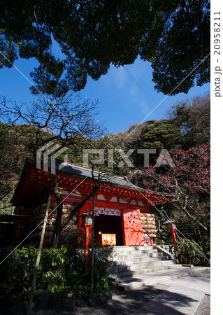 荏柄天神社　紅梅・白梅　【冬】 20958211