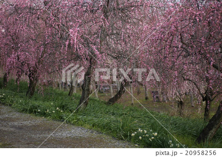 枝垂れ梅 20958256